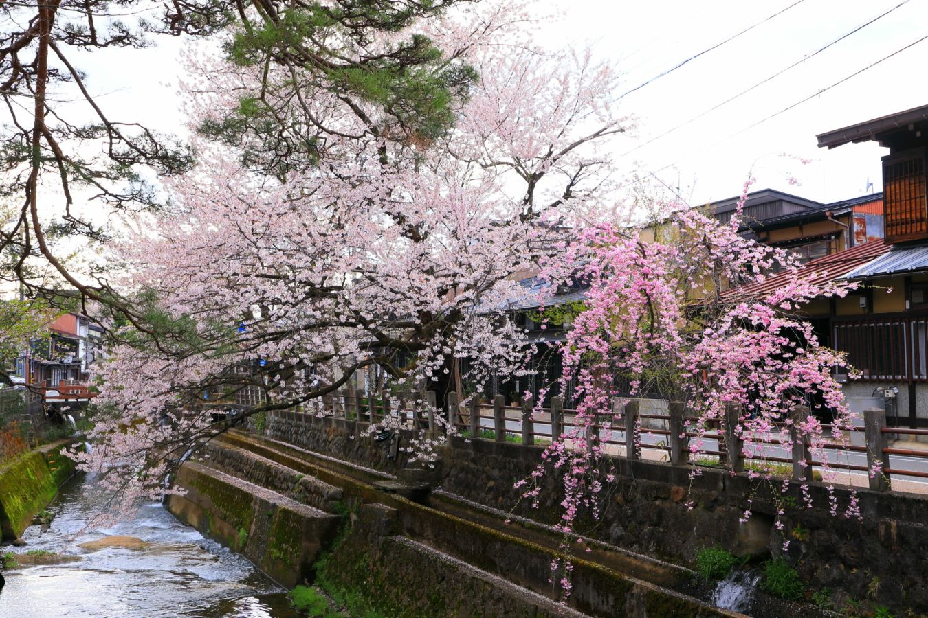 Cherry blossoms of Enako River in Takayama