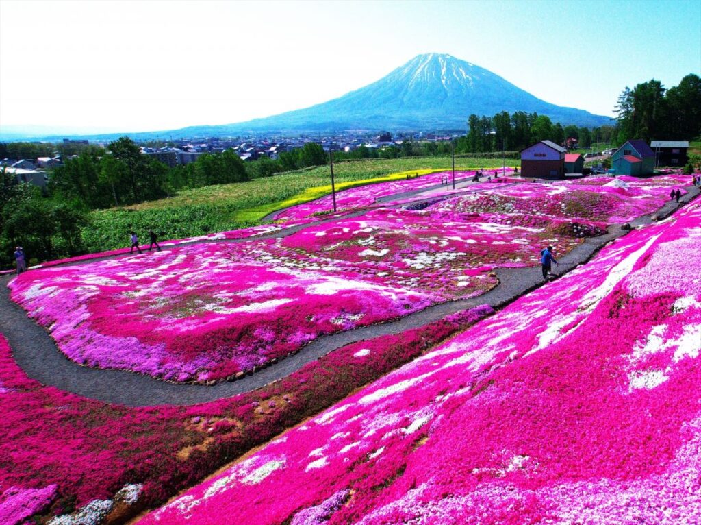 Fuji Shibazakura