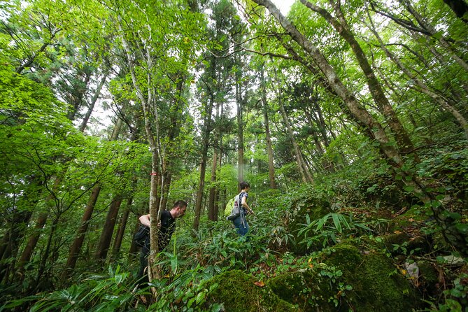 Hike up Mt. Omine and Enjoy the View of Miyajima - Wildlife Encounters
