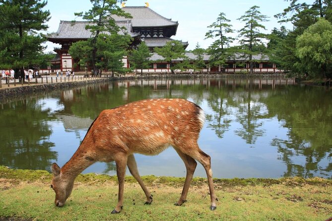 Nara Half Day Trip Walking Tour - Good To Know
