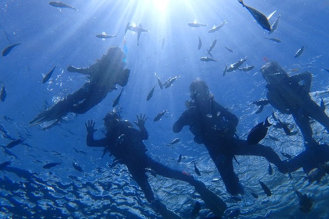 Popular Blue Cave Snorkel! [Okinawa Prefecture] Feeding & Photo Image Free! English, Chinese Guide Available!